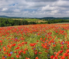 Niebo, Las, Łąka, Pole, Maki, Chabry