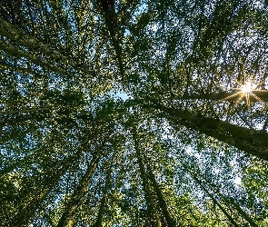 Promienie słońca, Wierzchołki, Las, Drzewa