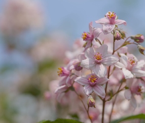 Liście, Płatki, Różowy, Kwiat