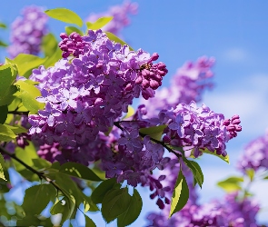 Bez, Grafika, Wiosna, Niebo, Kwiaty