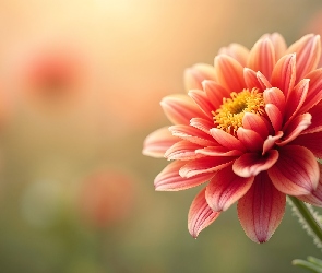 Kwiat, Rozmyte tło, Rozkwitnięty