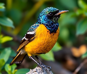 Grafika AI, Żółto-niebieski, Ptak, Kolorowy