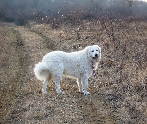 Owczarek węgierski Kuvasz, Dorosły