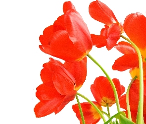Rozwinięte, Tulipany, Czerwone