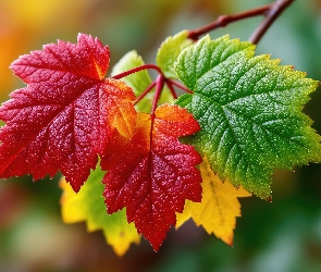 Gałązka, Liście, Grafika, Kolorowe