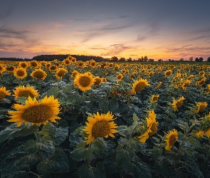 Zachód słońca, Plantacja, Żółte, Kwiaty, Słoneczniki, Pole