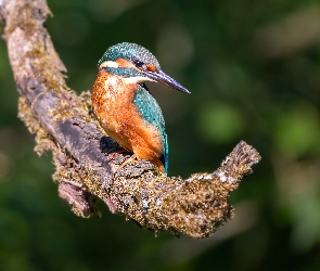 Zimorodek zwyczajny, Gałąź, Ptak