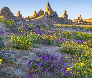 Łąka, Niebo, Pole, Skały, Kwiaty, Kamienie