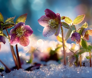 Grafika AI, Śnieg, Różowe, Ciemierniki