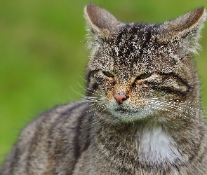 Oczy, Przymrużone, Bury, Kot