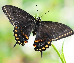 Czarny, Papilio polyxenes, Motyl