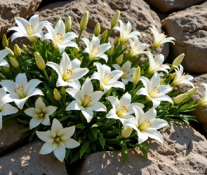 Lilie, Kamienie, Białe