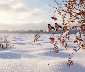 Zima, Pole, Jarzębina, Snieg, Owoce, Czerwone, Dwa, Gile, Gałązki