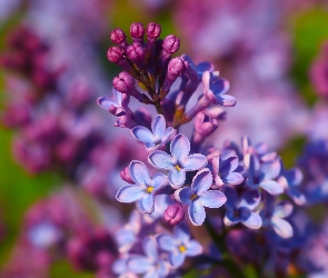 Kwiaty, Zbliżenie, Lilak, Bez, Fioletowe