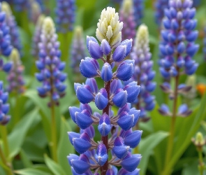 Niebieski, Grafika AI, Łubin