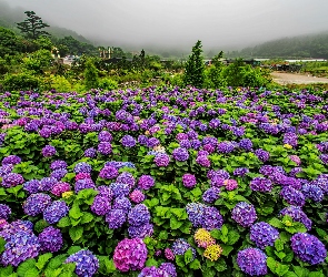 Wzgórza, Mgła, Hortensje, Kwiaty, Drzewa, Lato