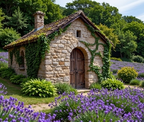 Pole, Drzewa, Rośliny, Lawenda, Dom