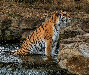 Kamienie, Rzeka, Siedzący, Tygrys