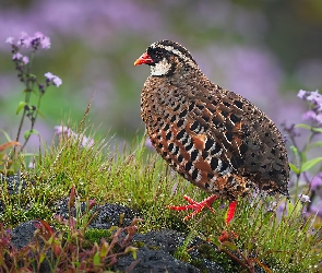 Przepiórka, Ptak, Przepióreczka czerwonodzioba, Kolorowy