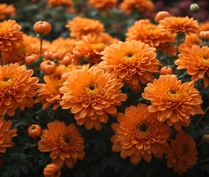 Chryzantemy, Pomarańczowe, Kwiaty