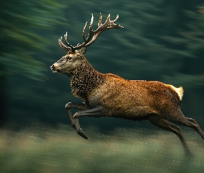 Skok, Grafika, Jeleń