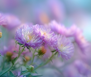 Grafika AI, Kwiaty, Różowo-białe, Astry