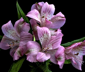 Czarne tło, Kwiaty, Alstremeria, Różowe