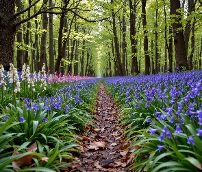 Kwiaty, Las, Ścieżka, Wiosna, Drzewa, Dzwonki, Fioletowe, Białe, Różowe