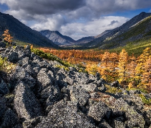 Drzewa, Jesień, Kołyma, Rosja, Góry, Kamienie