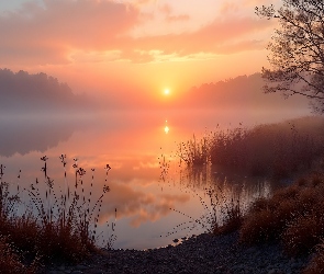 Jezioro, Rośliny, Drzewa, Mgła, Wschód słońca