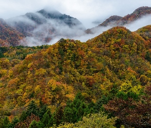 Mgła, Drzewa, Góry, Jesień, Lasy, Kolorowe
