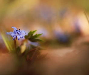 Niebieski, Kwiat, Mały
