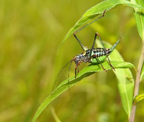 Pasikonik, Samica, Ładczyn brodawnik