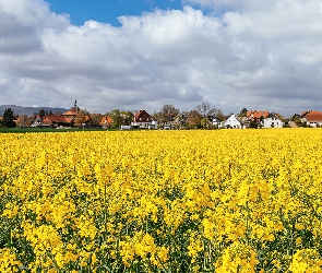 Niebo, Domy, Pole, Rzepak