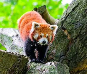 Pandka ruda, Drzewo, Czerwona panda