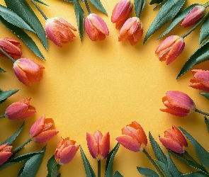 Tło, Żółte, Różowe, Tulipany