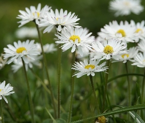 Stokrotki, Trawa, Białe