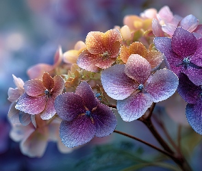 Grafika AI, Kwiat, Fioletowo-pomarańczowa, Hortensja