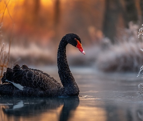 Łabędź, Grafika AI, Zarośla, Staw, Czarny