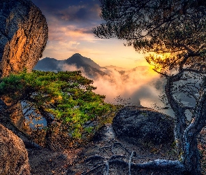 Korzenie, Sosna, Skały, Mgła, Drzewa, Góry, Wschód słońca