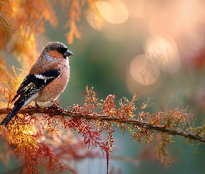 Ptak, Grafika AI, Drzewo, Gałązka, Kolorowy