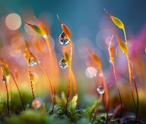 Krople, Grafika AI, Makro, Rosa, Mech