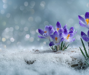 Grafika AI, Śnieg, Fioletowe, Krokusy