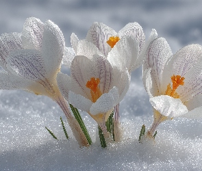 Krokusy, Grafika AI, Zbliżenie, Śnieg, Białe