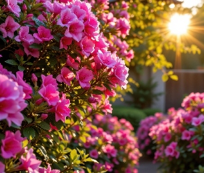 Ogród, Krzewy, Różowe, Promienie słońca, Różanecznik, Kwiaty, Azalie