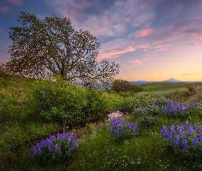 New Hampshire, Strumyk, Stany Zjednoczone, Drzewo, Łubin, Wzgórza Waszyngtona, Trawa, Kwiaty