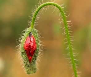 Mak, Zbliżenie, Pąk