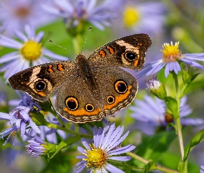 Kolorowy, Marcinki, Astry, Motyl, Junonia coenia