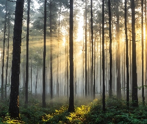 Drzewa, Przebijające światło, Mgła, Paprocie, Las