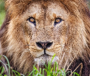 Zbliżenie, Grzywa, Lew, Głowa